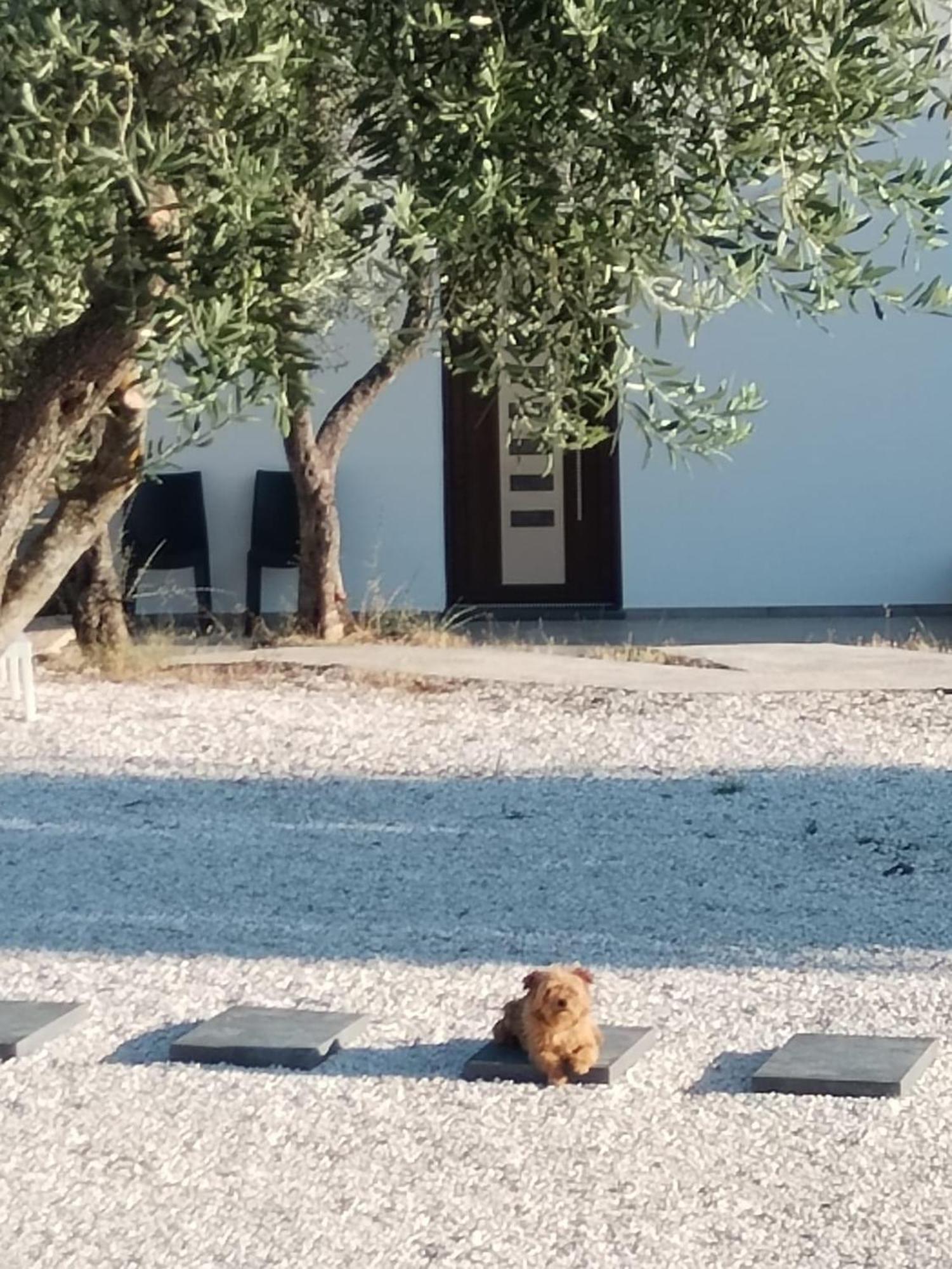 Farmhouse La Croisette - Agriturismo Dorgali Dış mekan fotoğraf