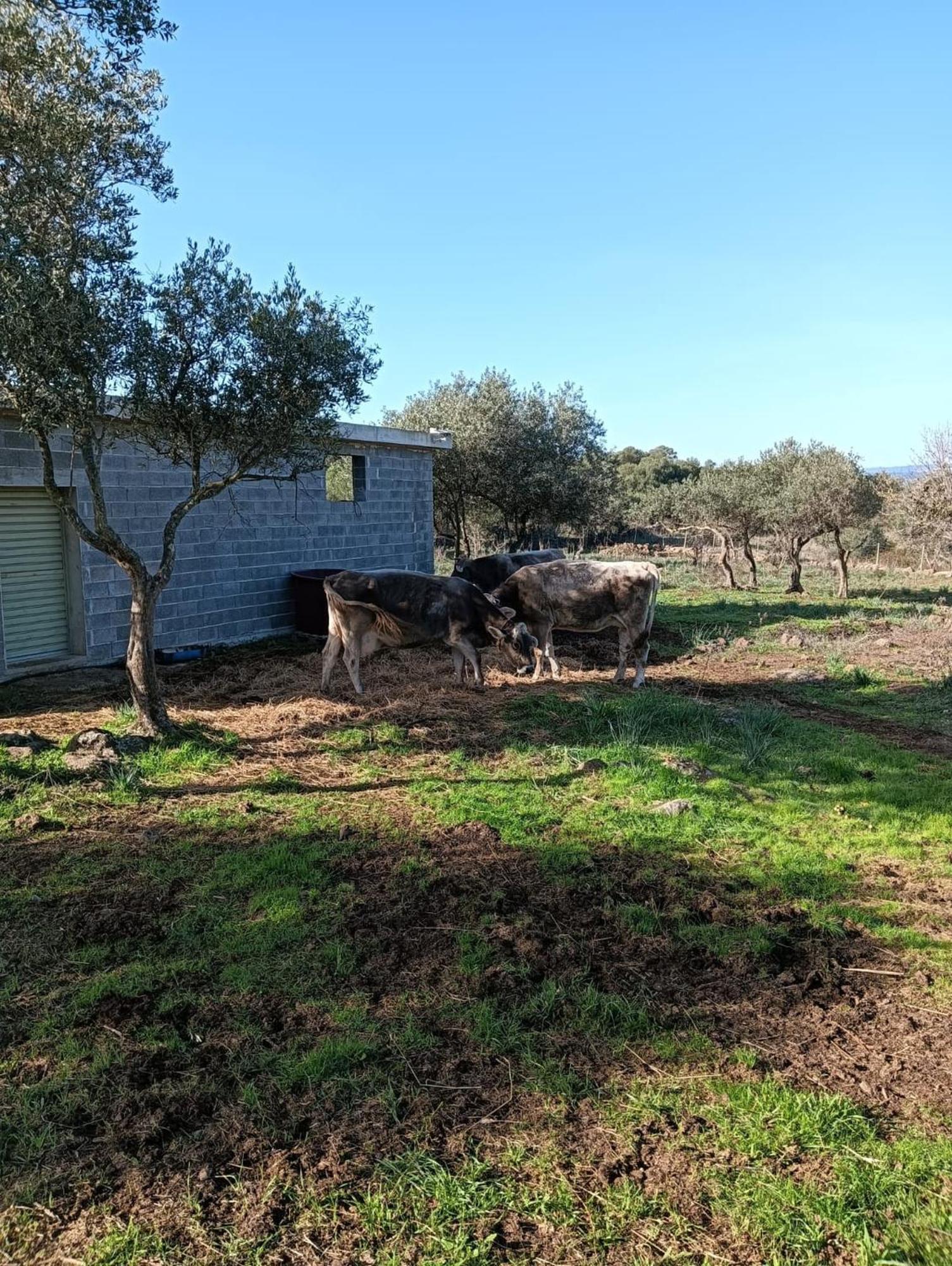 Farmhouse La Croisette - Agriturismo Dorgali Dış mekan fotoğraf