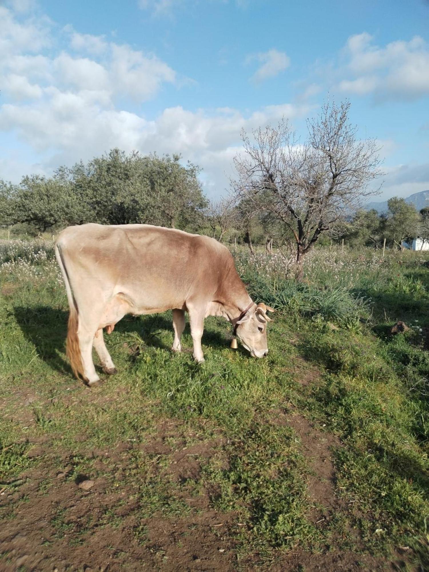 Farmhouse La Croisette - Agriturismo Dorgali Dış mekan fotoğraf