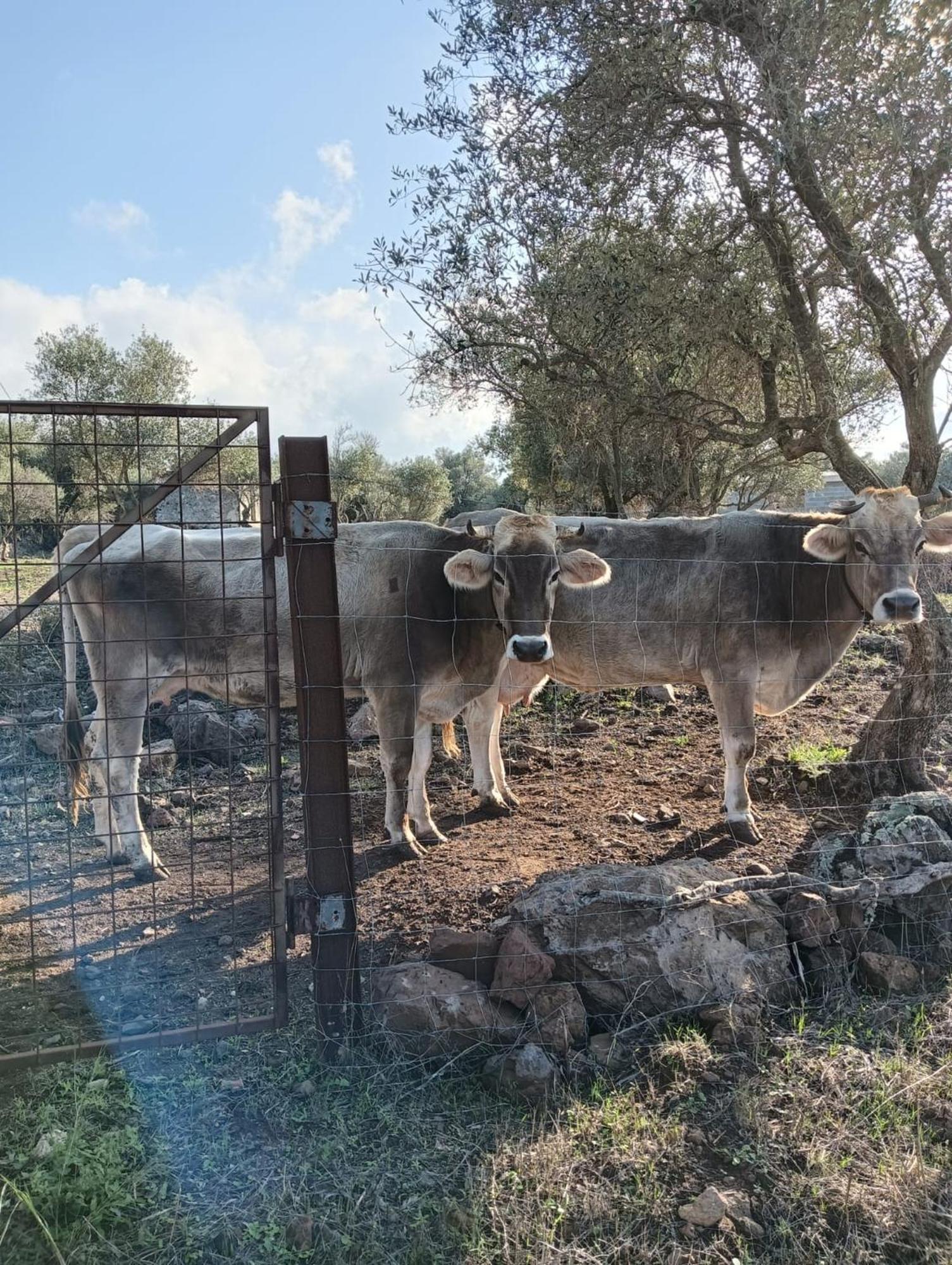 Farmhouse La Croisette - Agriturismo Dorgali Dış mekan fotoğraf