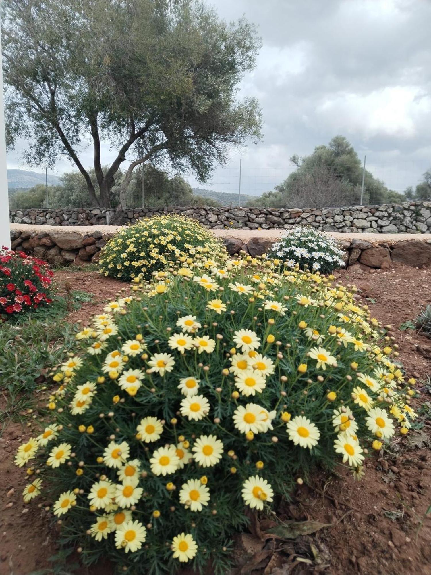Farmhouse La Croisette - Agriturismo Dorgali Dış mekan fotoğraf