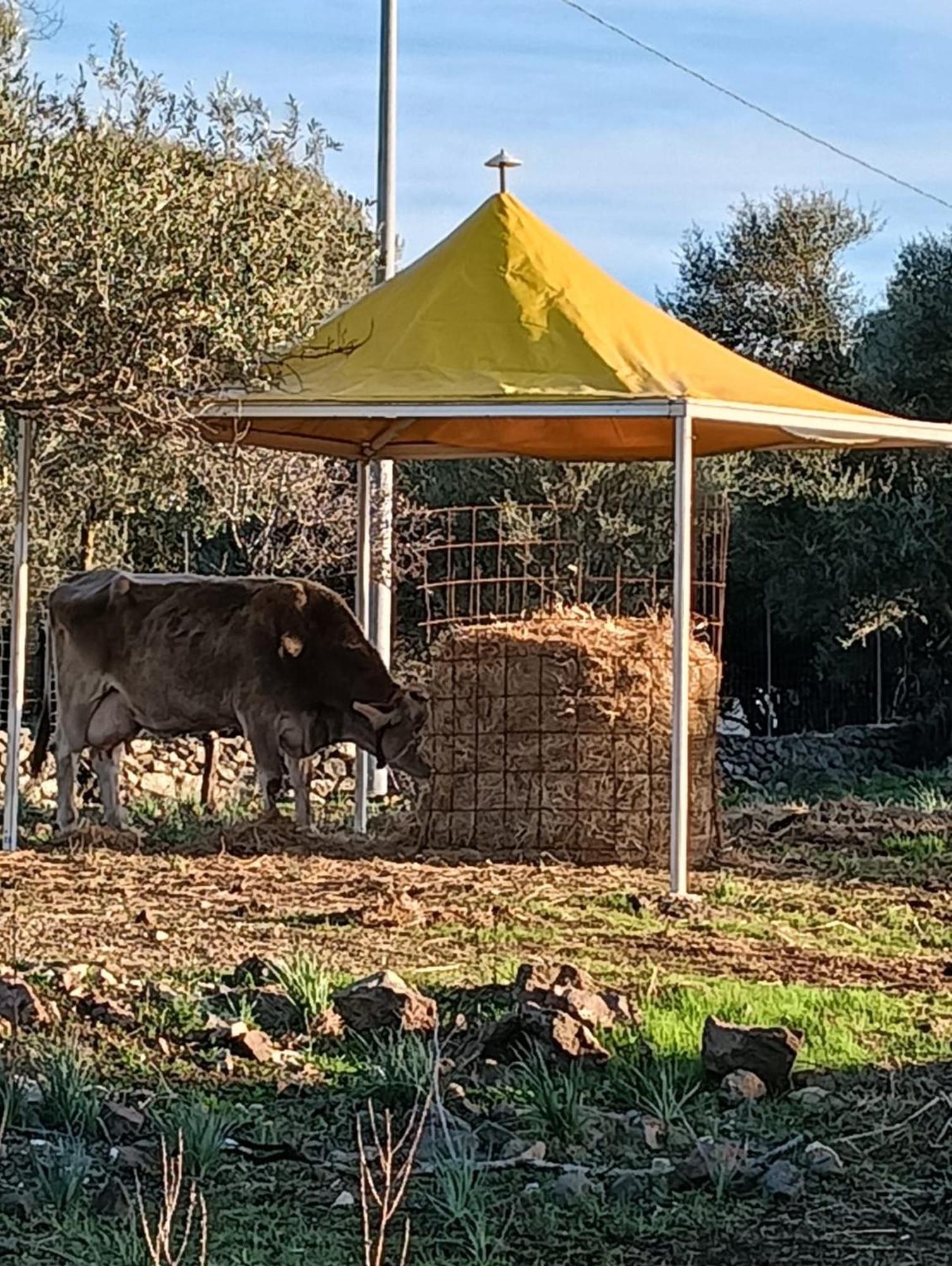 Farmhouse La Croisette - Agriturismo Dorgali Dış mekan fotoğraf